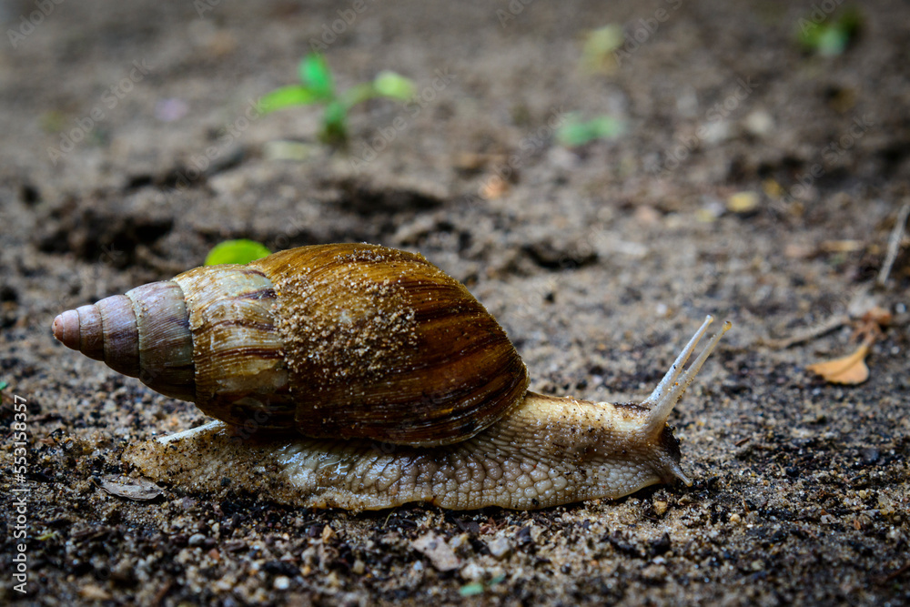 东非陆蜗牛，或巨型非洲陆蜗牛（Achatina fulica）。Mabibi。Maputaland。夸祖鲁