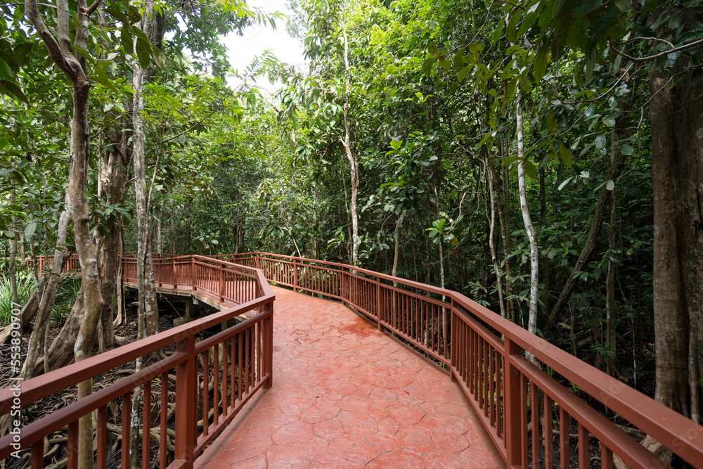 美丽森林中的水泥桥通道，森林中的步行道