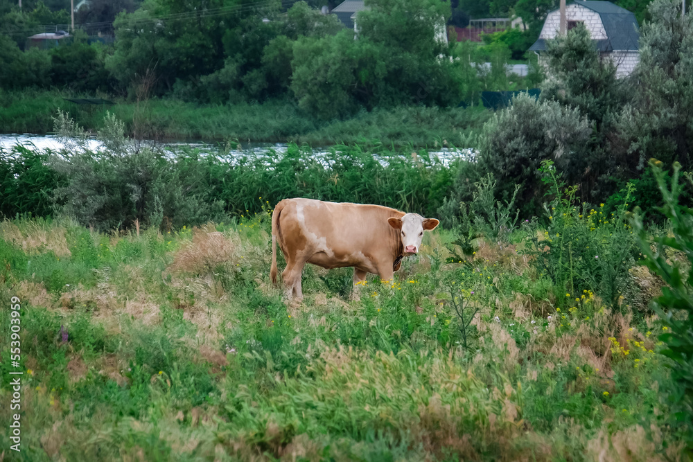 乡村夏季牧场上的奶牛