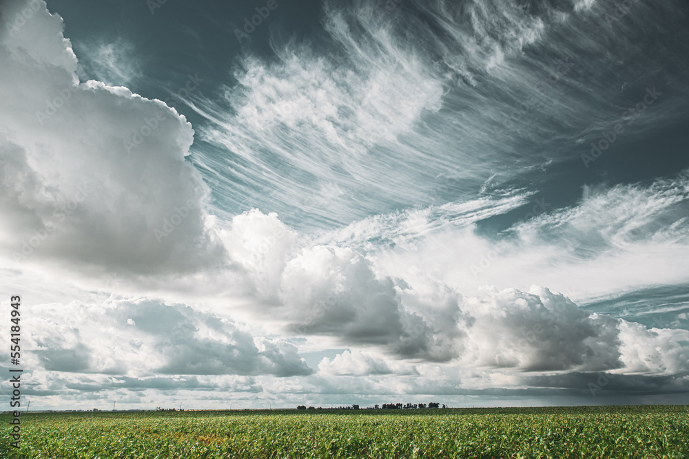 Cumulus Clouds Above Corn Field In Spring Summer Cloudy Day. Harvest Corn Season. Stratus Clouds Ove