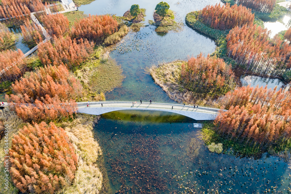 Aerial photography of red metasequoia forest in Aixi Lake Wetland Park, Nanchang, Jiangxi, China