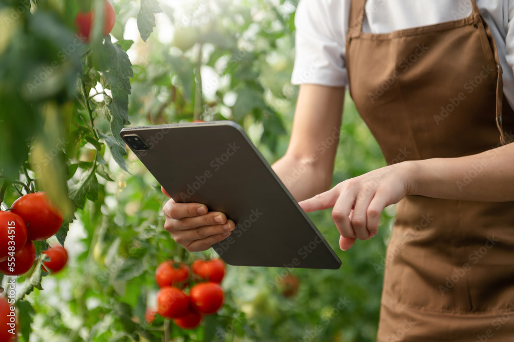农妇在温室里用数字平板电脑观看有机番茄，农民在工作