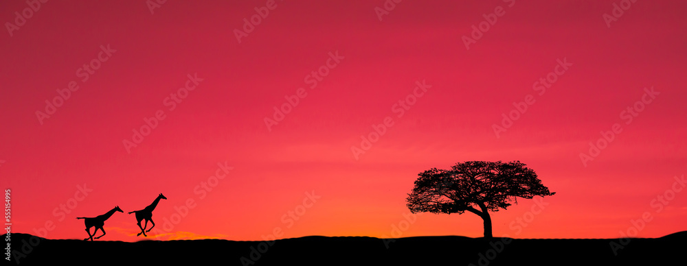 令人惊叹的日落和日出。带太阳的非洲鸟的全景剪影。选择焦点。