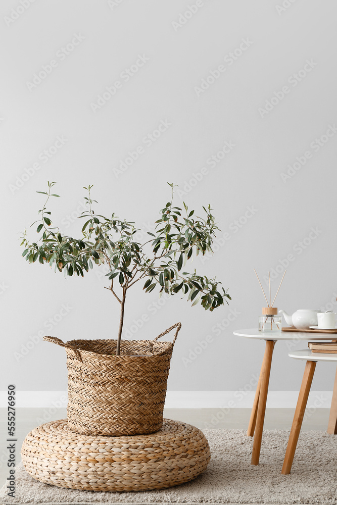 Houseplant with pouf and tables near light wall