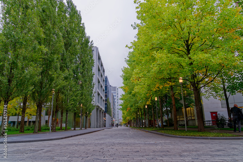 Beautiful tree alley at Swiss Novartis Campus at City of Basel on a cloudy autumn morning. Photo tak