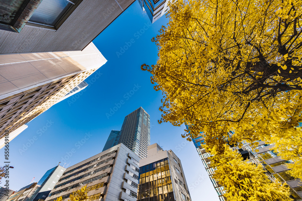 東京のビル群と紅葉した木