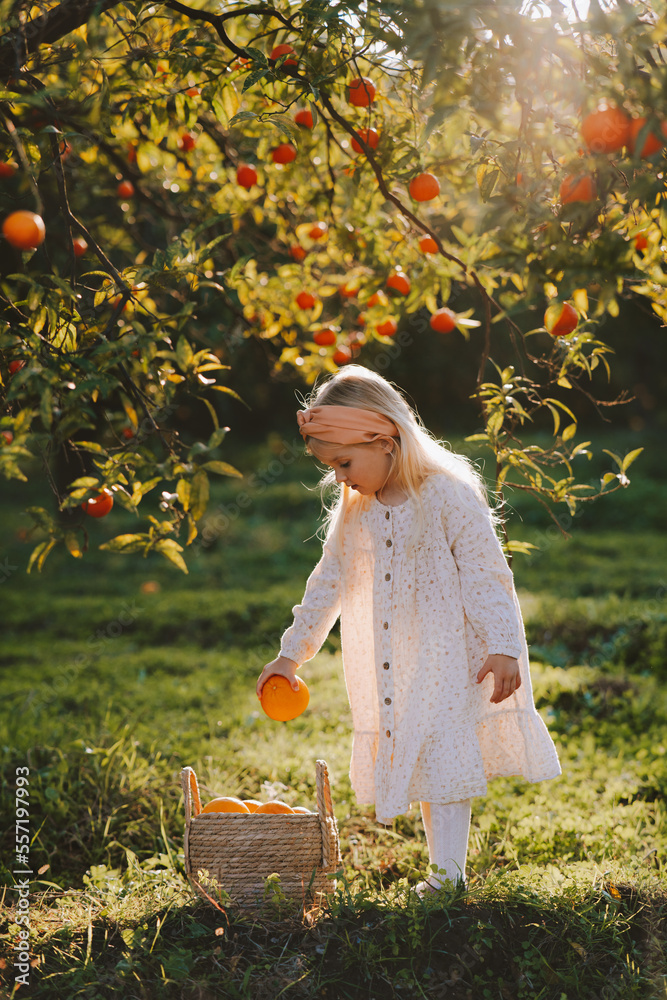 橘子园里的小女孩在柳条篮里收获水果有机农业秋海