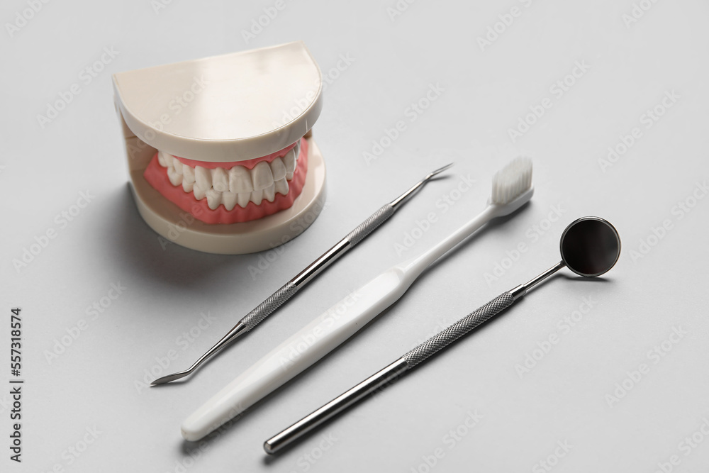 灰色背景下的钳口模型、牙科工具和牙刷