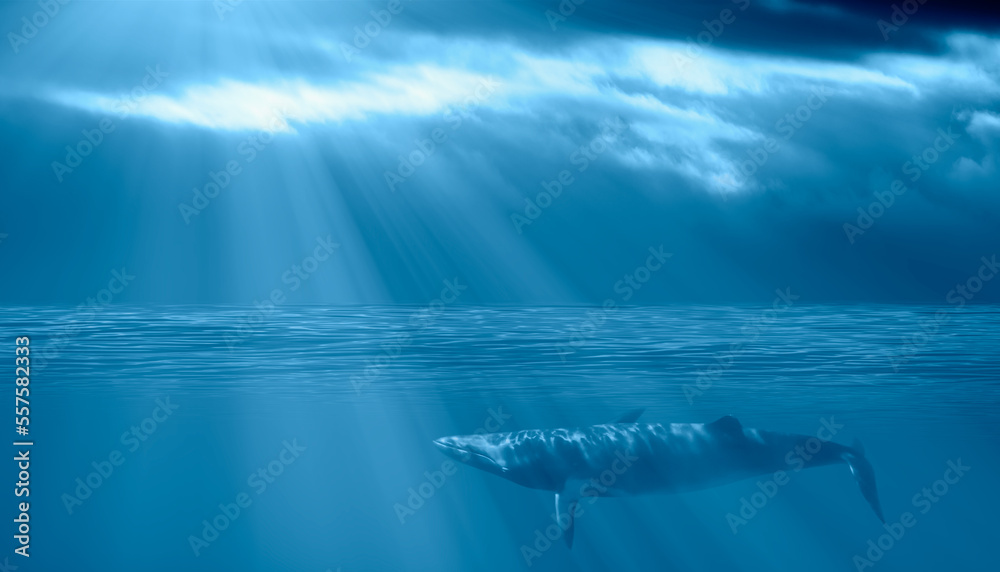 A humpback whale swimming at  sunrise