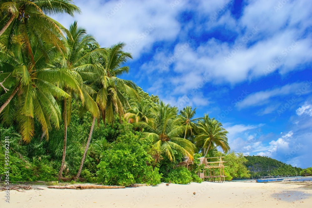 Beautiful summer scene, the beach with palm trees - Raja Ampat, West Papua, Indonesia
