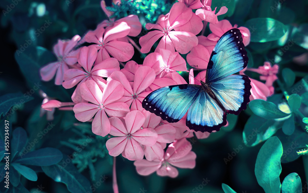 Beautiful blue butterfly on a pink flower in nature, close-up macro.