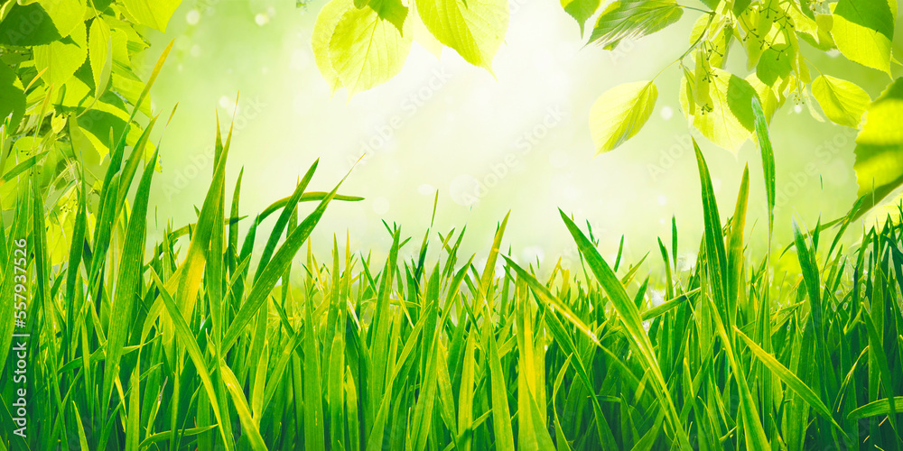 美丽的自然春夏宽屏背景框架。绿色的年轻juicyyoung草和瘦