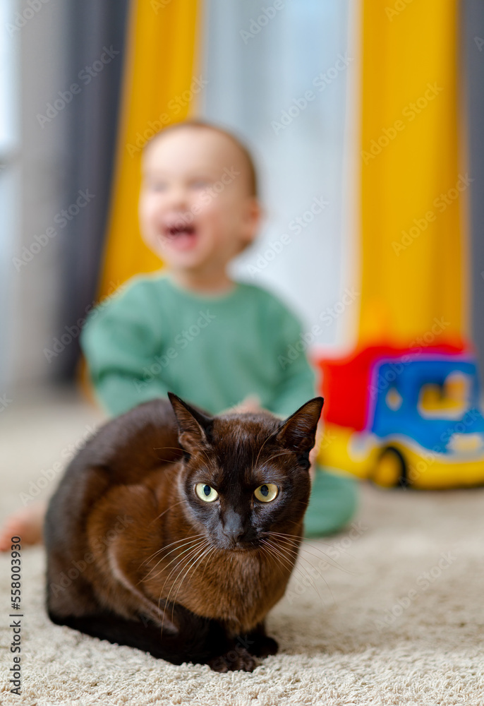Cute baby boy with cat pet. Baby playing with cat