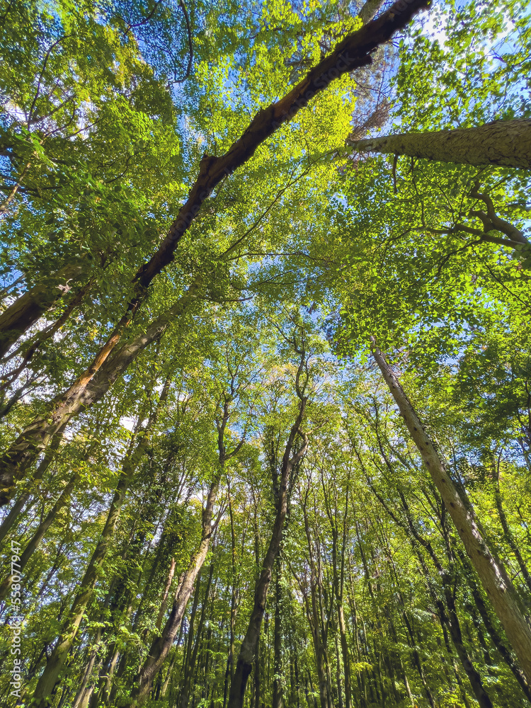 白杨树林地树梢的低角度视图，背景是蓝色的夏日天空。