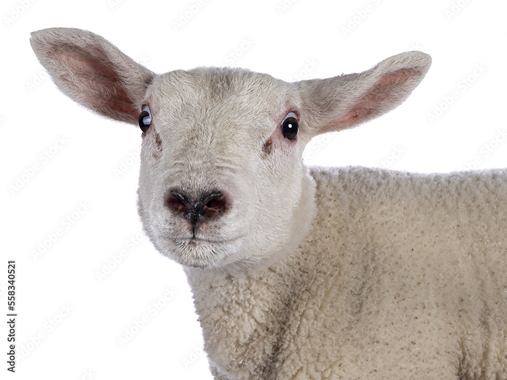 可爱的Texel小羊羔的头部镜头，站在旁边。好奇地看着镜头。孤立的cu