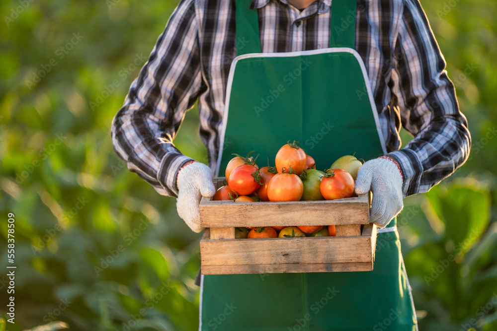 农民用木箱装着新鲜西红柿的特写。食物、蔬菜、农业。