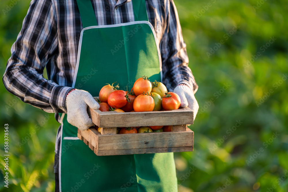 农民的手，拿着装在木箱里的新鲜番茄。食品、蔬菜、农业。