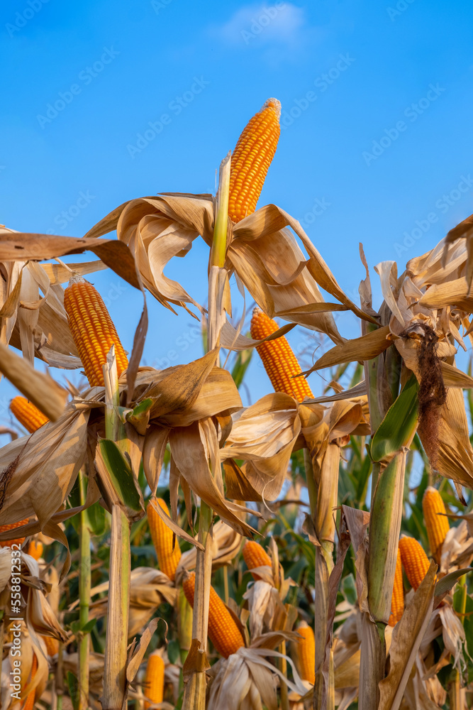 黄色干熟玉米秸秆在蓝天下的农田收割