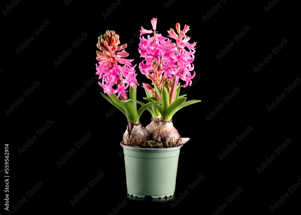 Hyacinth purple flowers growing in a pot, isolated on black background. Beautiful scented spring blo
