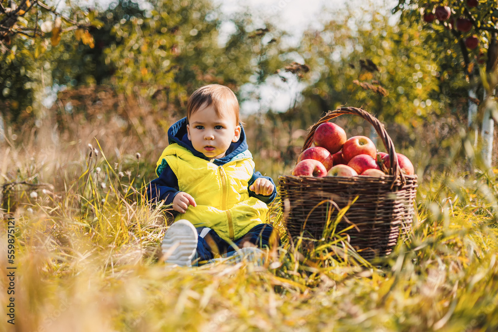 Little boy picking apples in the orchard. Child picking apples on farm in autumn. Harvesting season