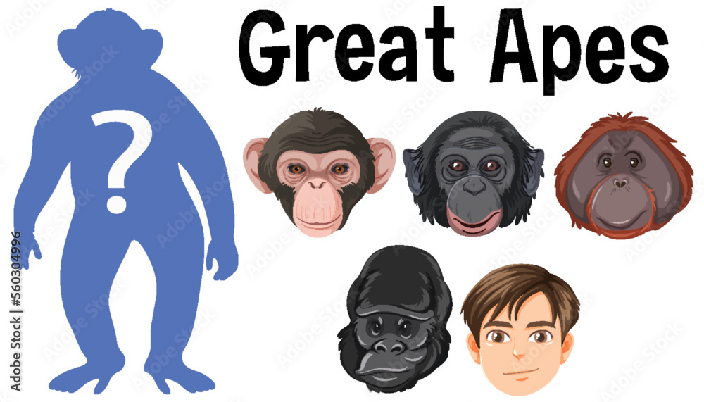 五种不同类型的类人猿