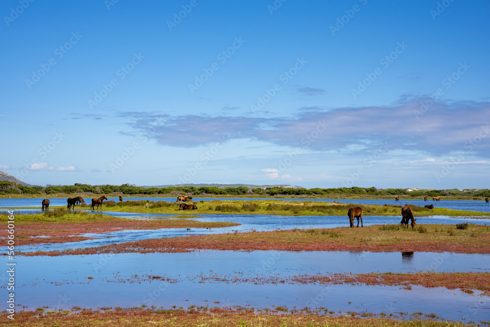 Rooisand自然保护区Botrivier（Botriver）河口的野马。鲸鱼海岸Kleinmond，