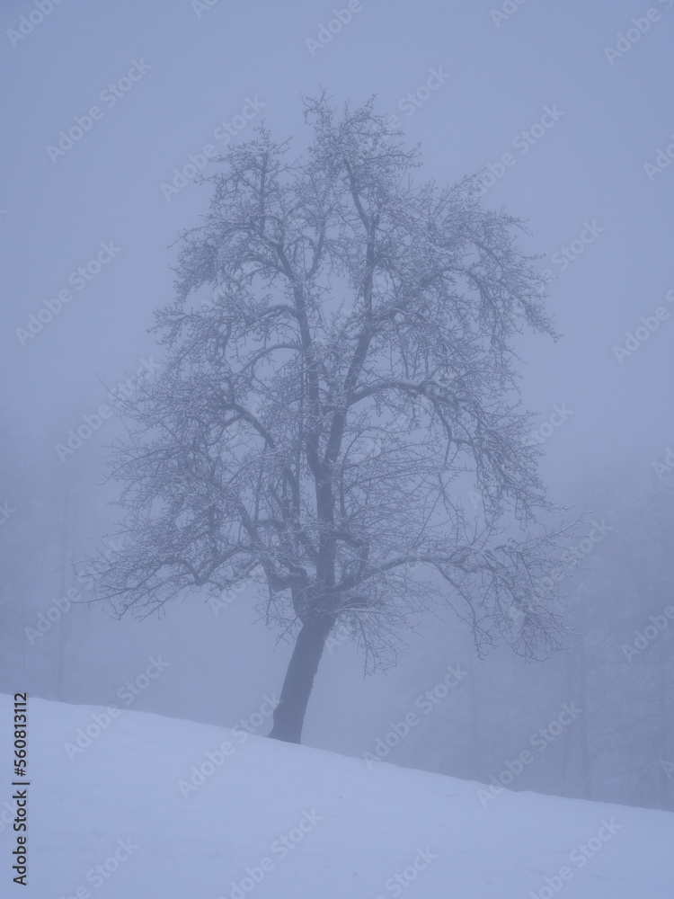 Snow-covered fruit tree on white meadow in mysterious foggy winter landscape