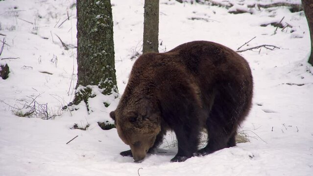 Two brown bears, Ursus arctos, in a snowy forest at the beginning of winter. Bears before hibernation. High quality 4k ProRes footage