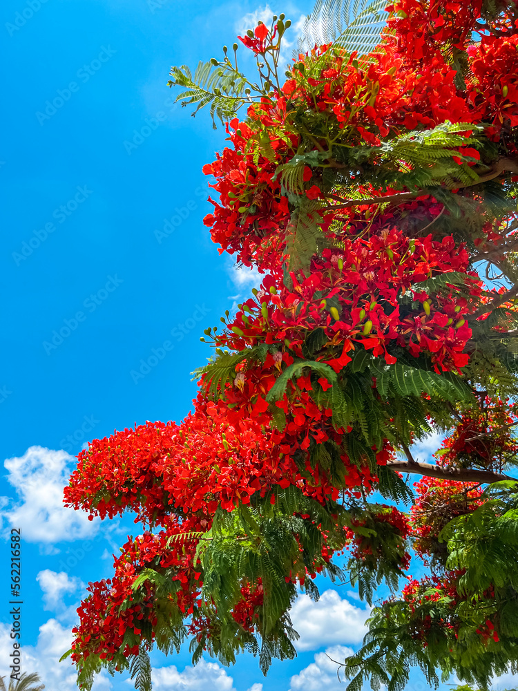 天空背景下开着红花的树枝