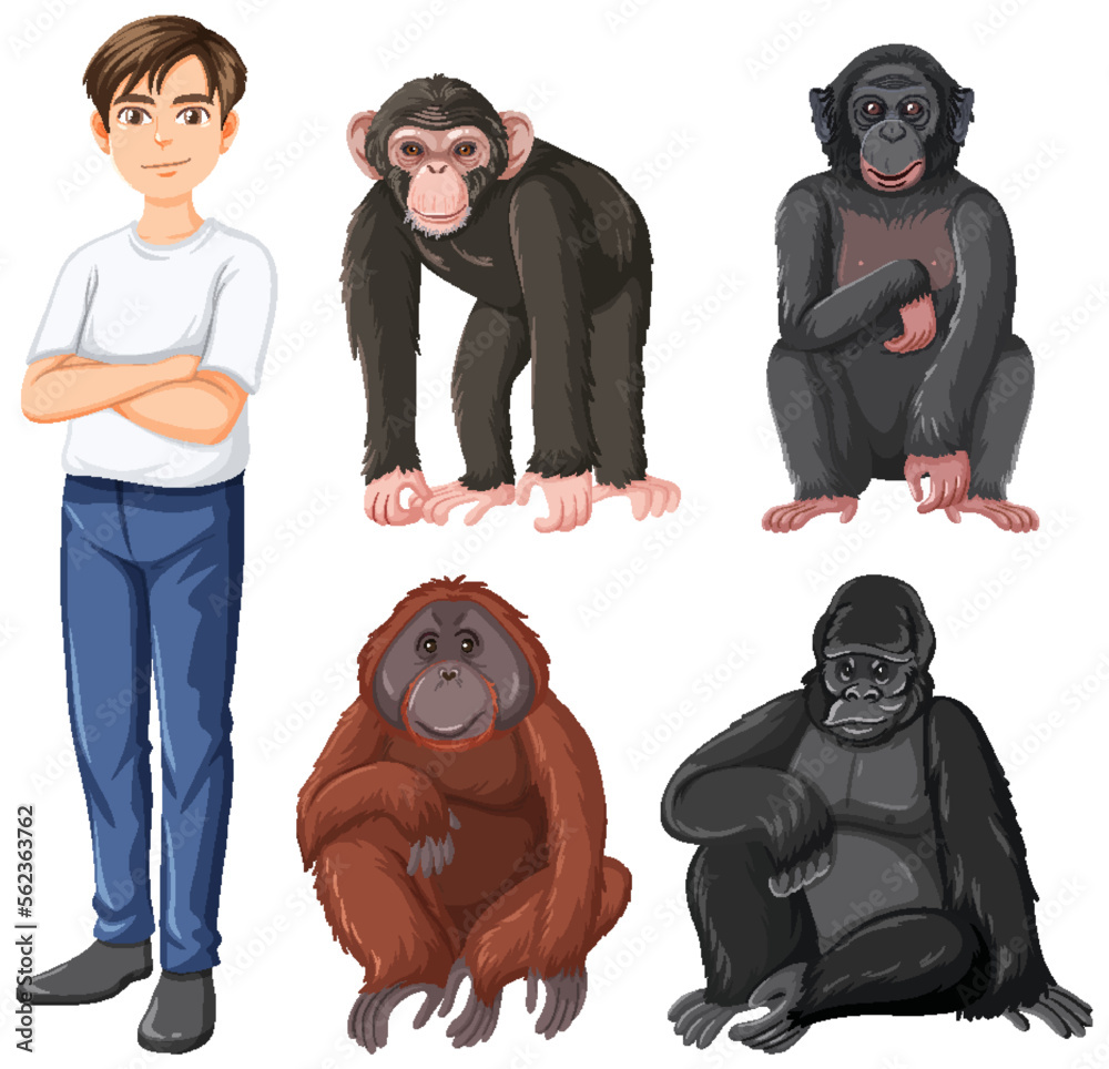 五种不同类型的类人猿
