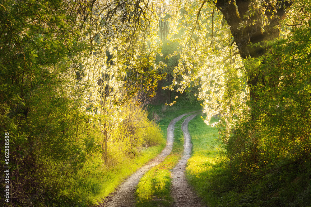 Dreamy spring rural landscape scenery with blossoming trees framing a path leading into the meadows