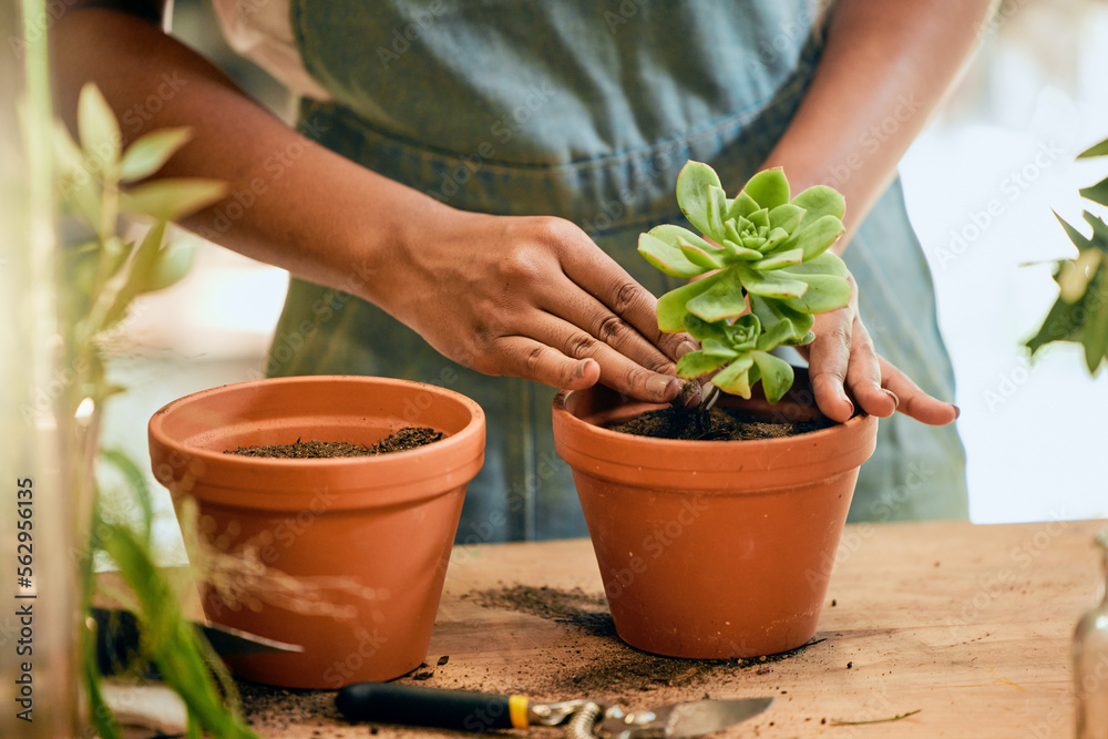 园艺、植物和妇女在土壤中实现可持续发展、生态环境和花园或温室