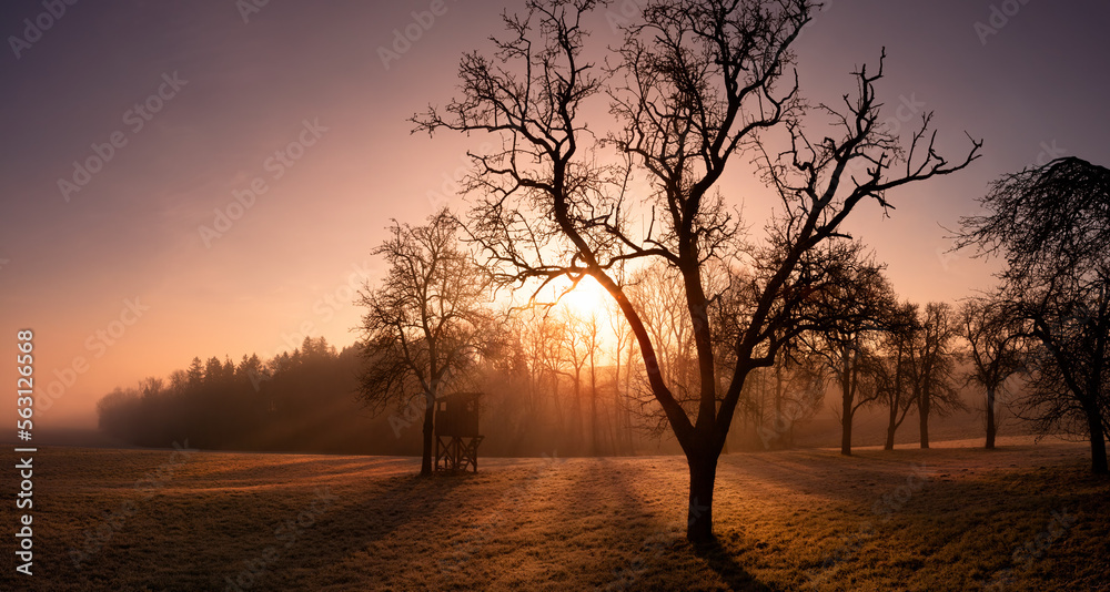 Beautiful sunrise with warm dramatic colors over rural landscape with a meadow and a bare tree in fr