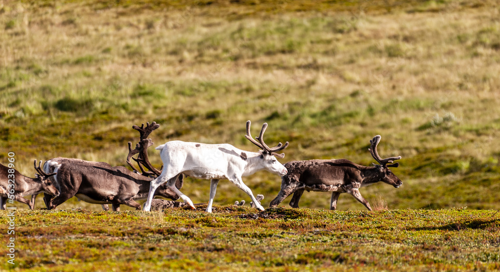 挪威北部一群奔跑的驯鹿的电话镜头。