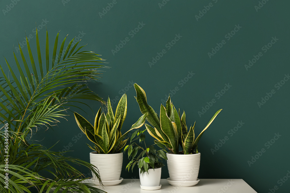 绿色墙壁附近有室内植物的桌子