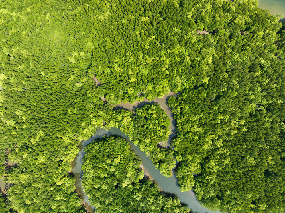 令人惊叹的丰富红树林，森林树木鸟瞰图雨林生态系统和健康环境