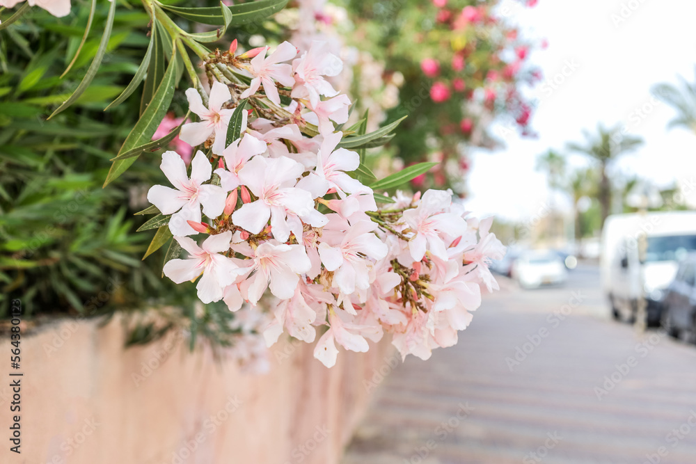 街道上美丽的粉红色花朵，特写