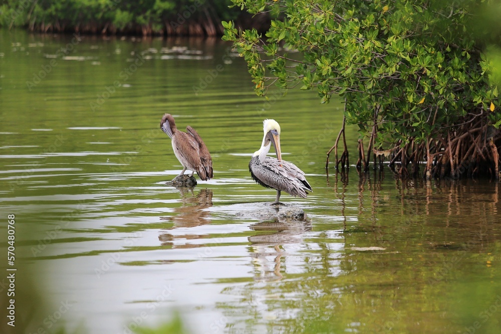 Wild pelicans wading in shallow water in Key Largo, Florida, USA