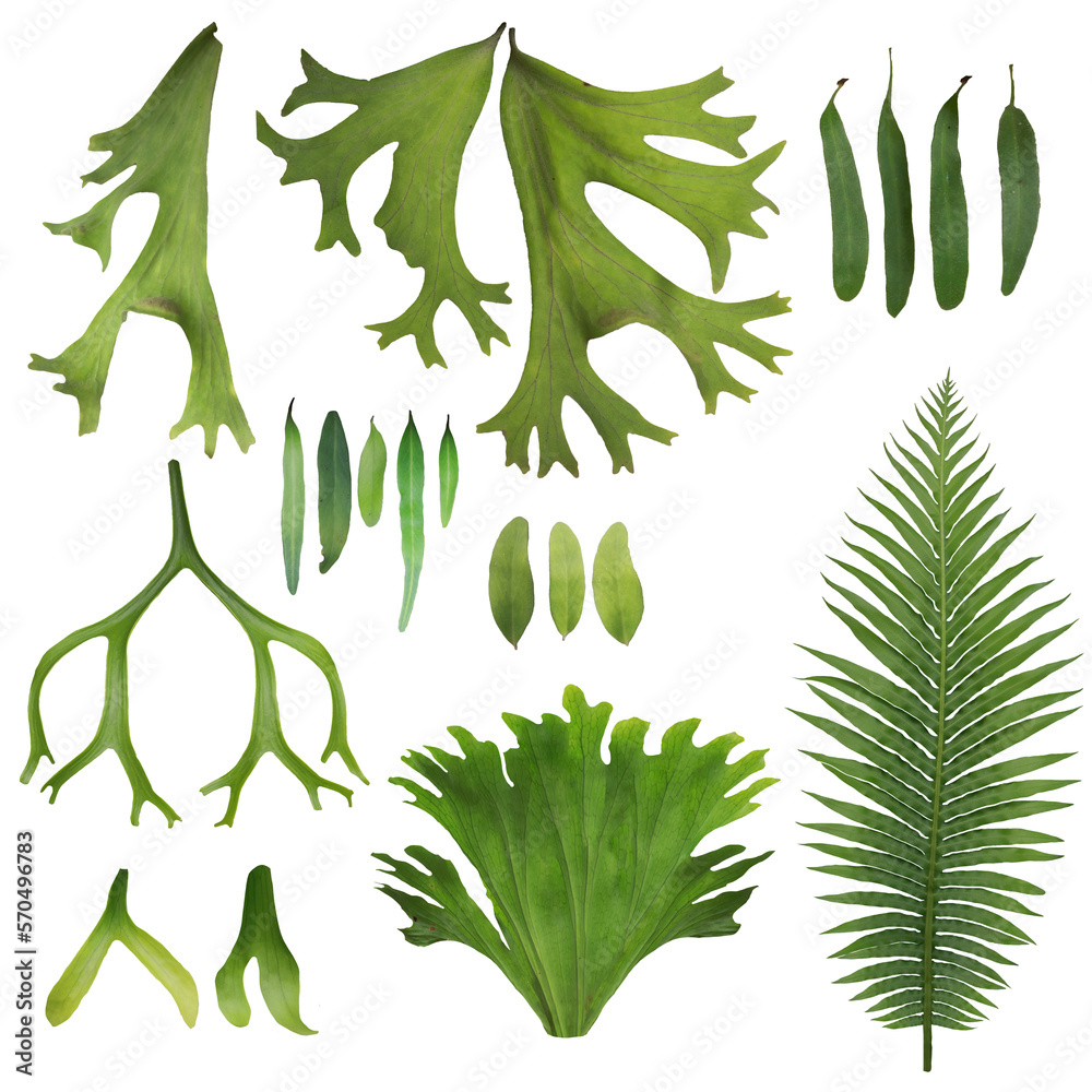 Set of Tropical leaves on transparent background, PNG file