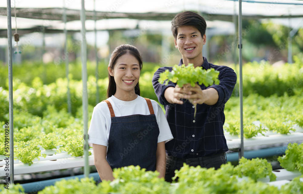 Young modern Asian farmer working at the hydroponic farm, smiling, enjoy working together. hydroponi