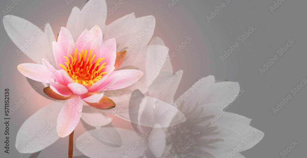 Lotus flower on grey background. Water lily flower art design. Waterlily close-up. Blooming pink aqu