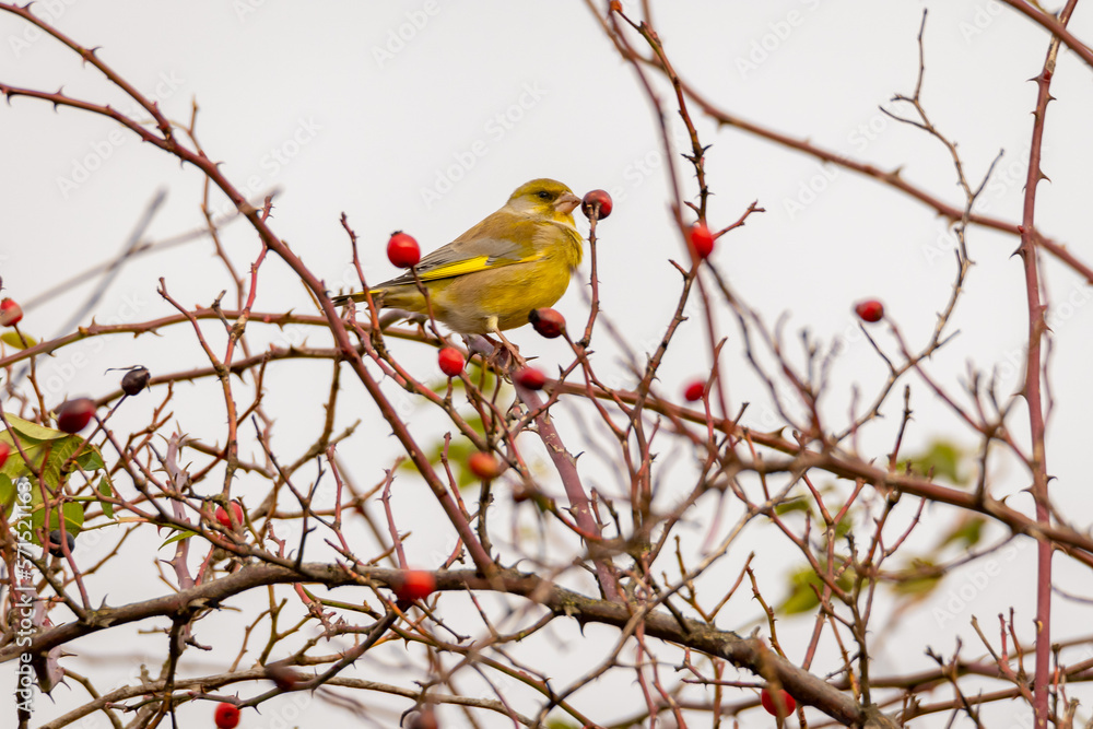 small green bird The European greenfinch or simply the greenfinch (Chloris chloris) sitting on a ros