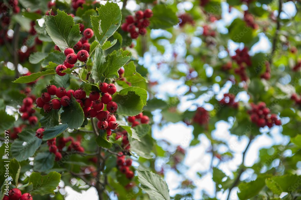 Red wild hawthorn berries on branches. Crataegus, known as hawthorn, quickthorn, thornapple or hitet