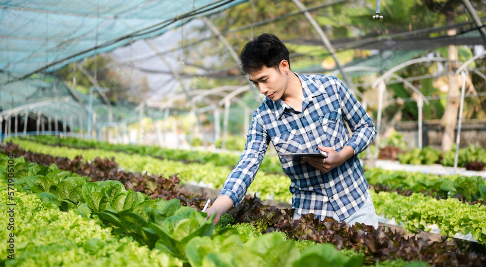 Asian man farmer looking organic vegetables and holding tablet, laptop for checking orders or qualit