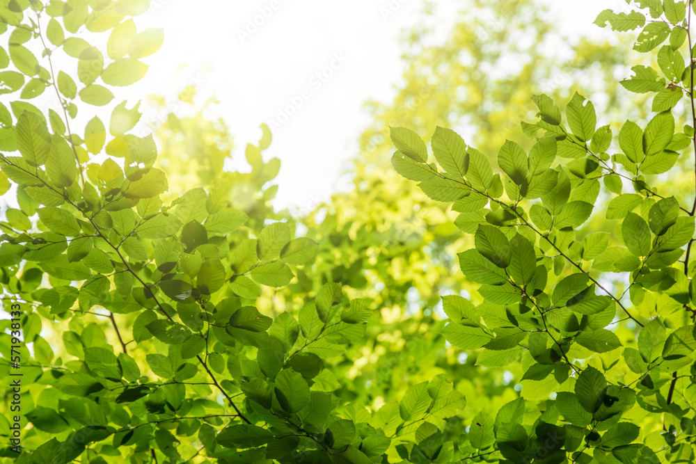 Green tree leaves in sunlight, sunny spring day in the park