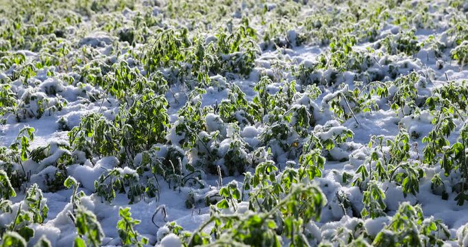 Green grass covered with snow and ice in winter, agricultural field with different plants in the snow after frosts and snowfalls in eastern Europe