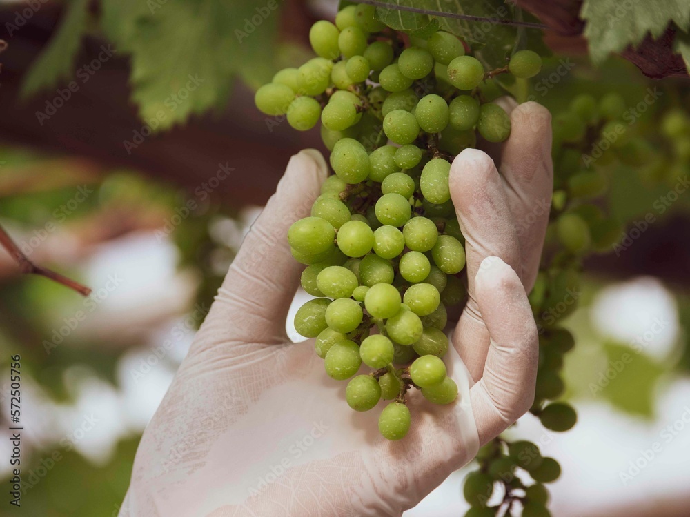 Farmers hands with grapes, agriculture checking grape quality, grapes growing