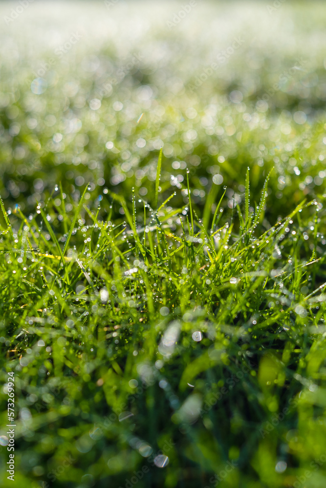 Dew on the grass at dawn. Bright sunshine and.fresh plants. Image for background and wallpaper. Flor