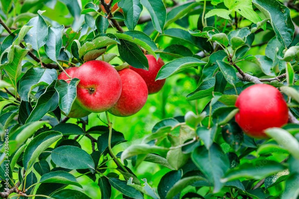 Fresh apples grow on the tree in the orchard