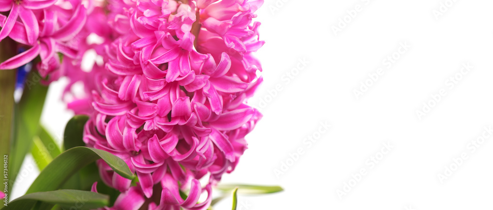 Hyacinth purple flowers bunch isolated on white background, macro shot. Beautiful scented spring blo